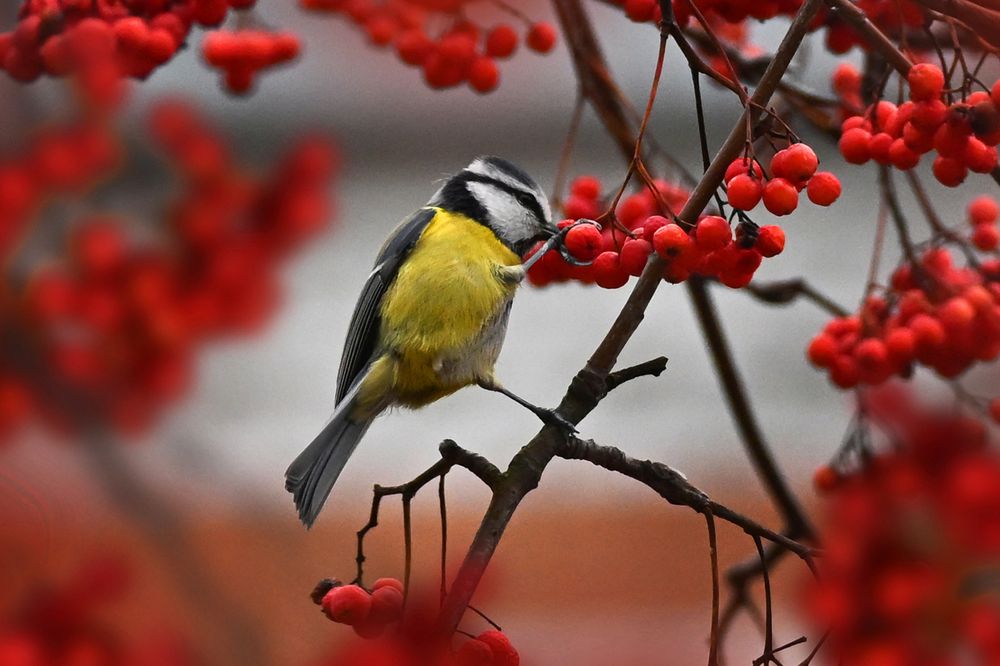 Фотография автора Ушакова Елена