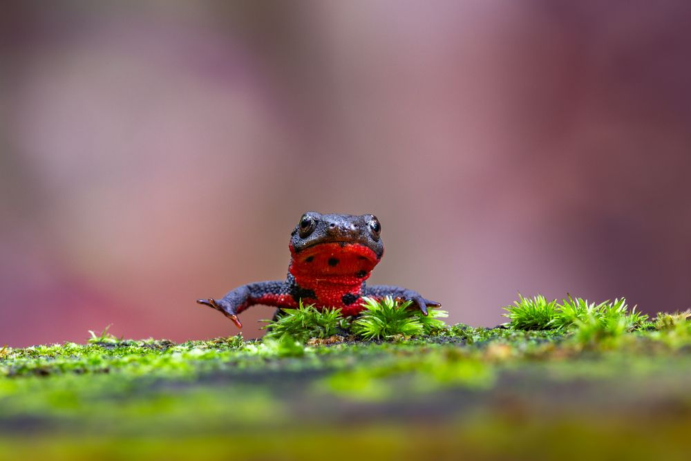 Small Kaiju