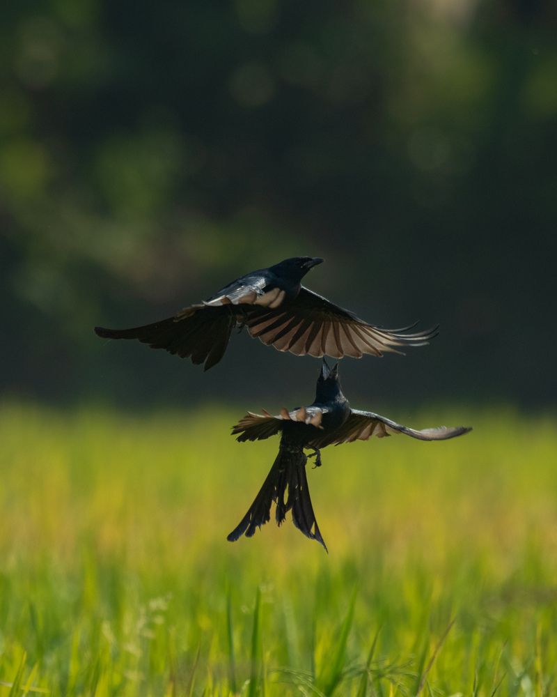 Photograph by sagnik BERA