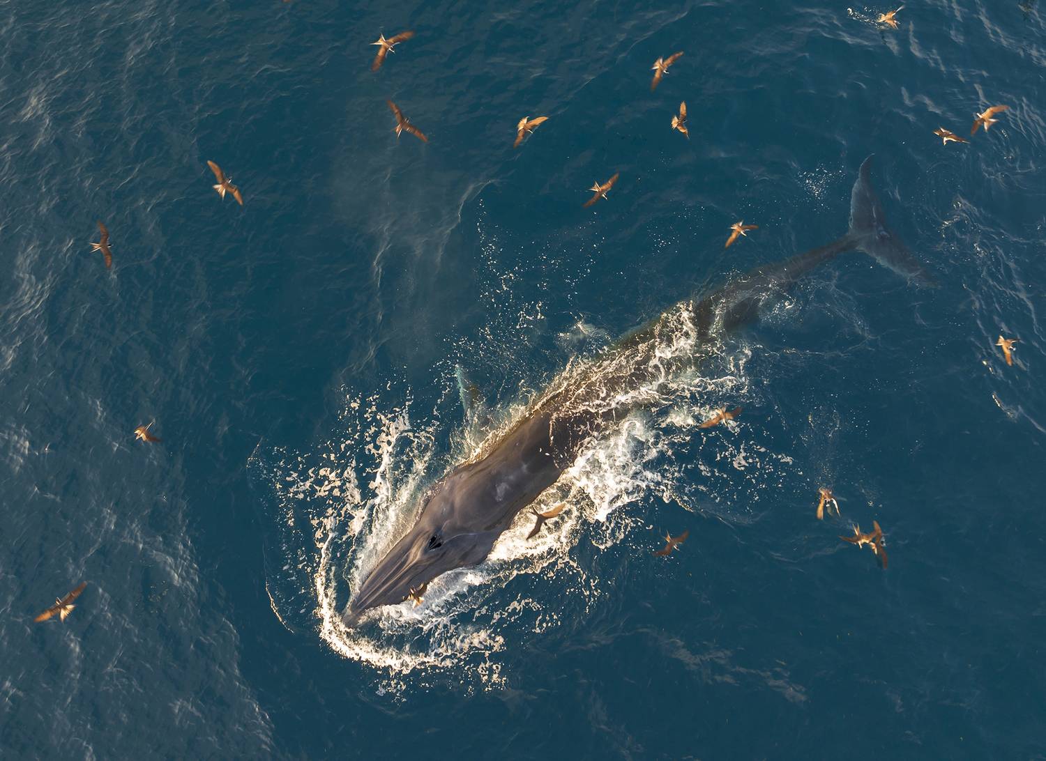 Whales hunting for prey