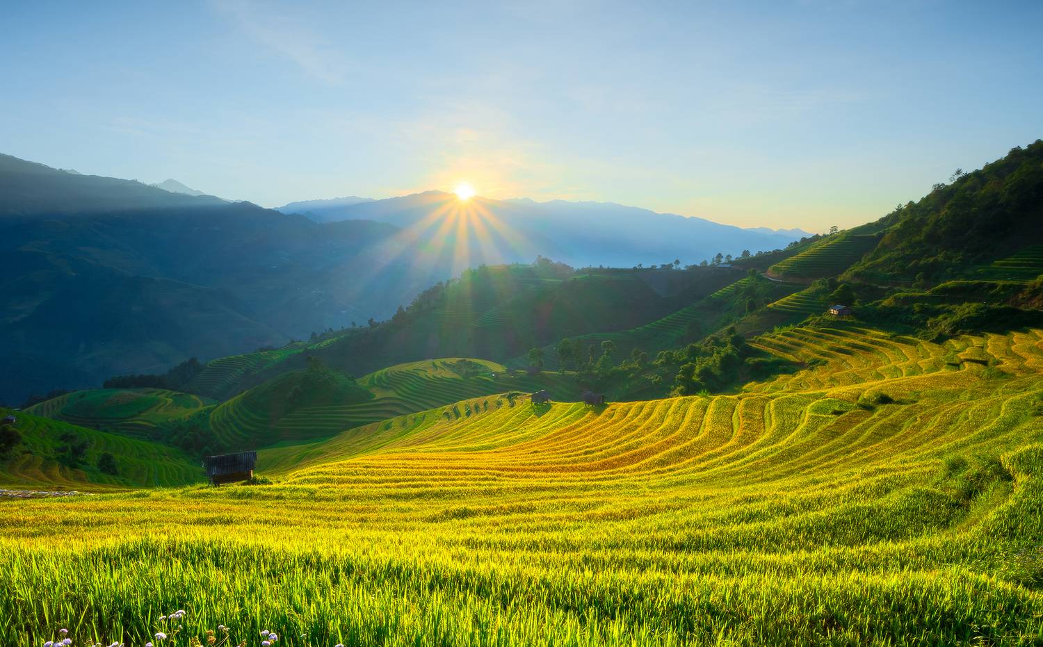 New sunshine on Kim Noi terraced fields