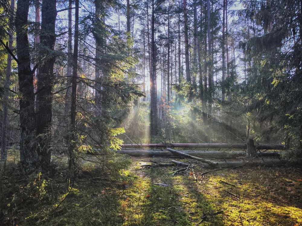 Фотография автора Елена Кошелева