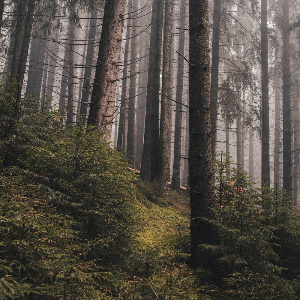 Фотография автора Олег Сухенко