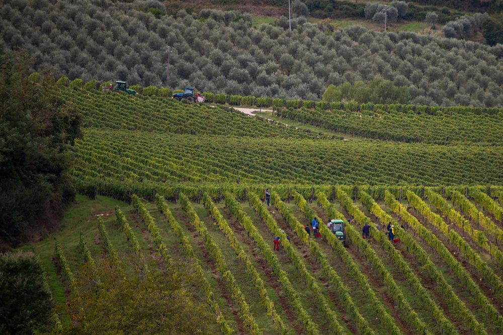 Виноградники Тосканы