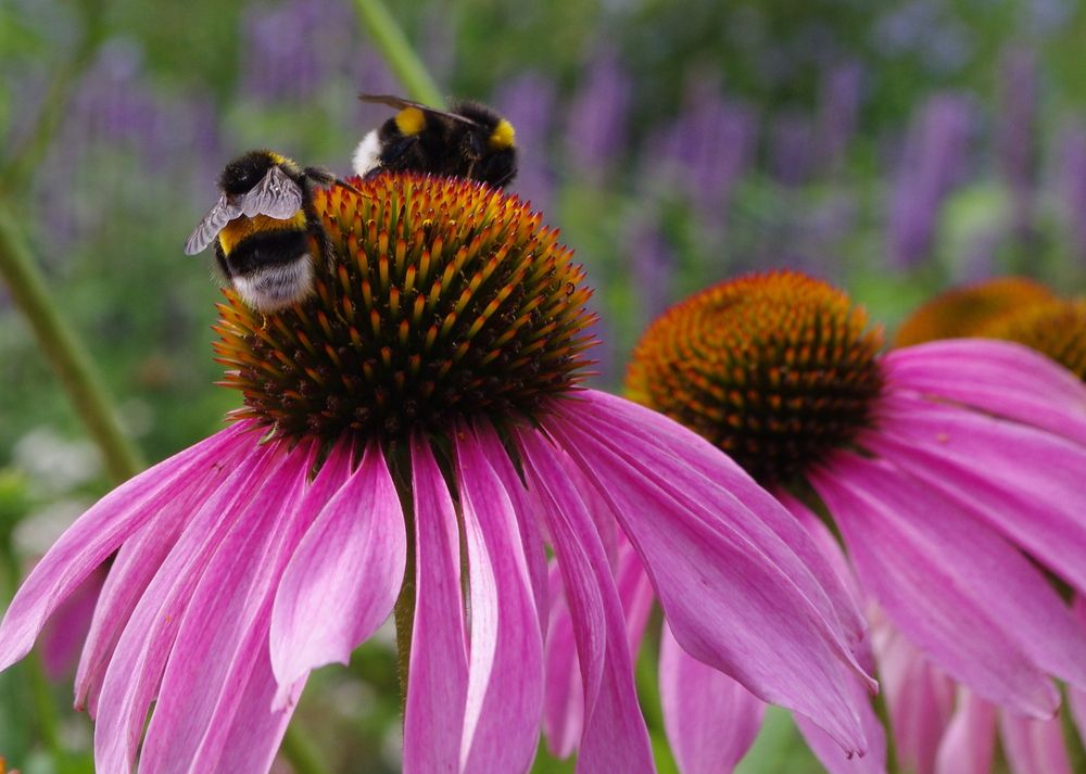 Фотография автора Galina