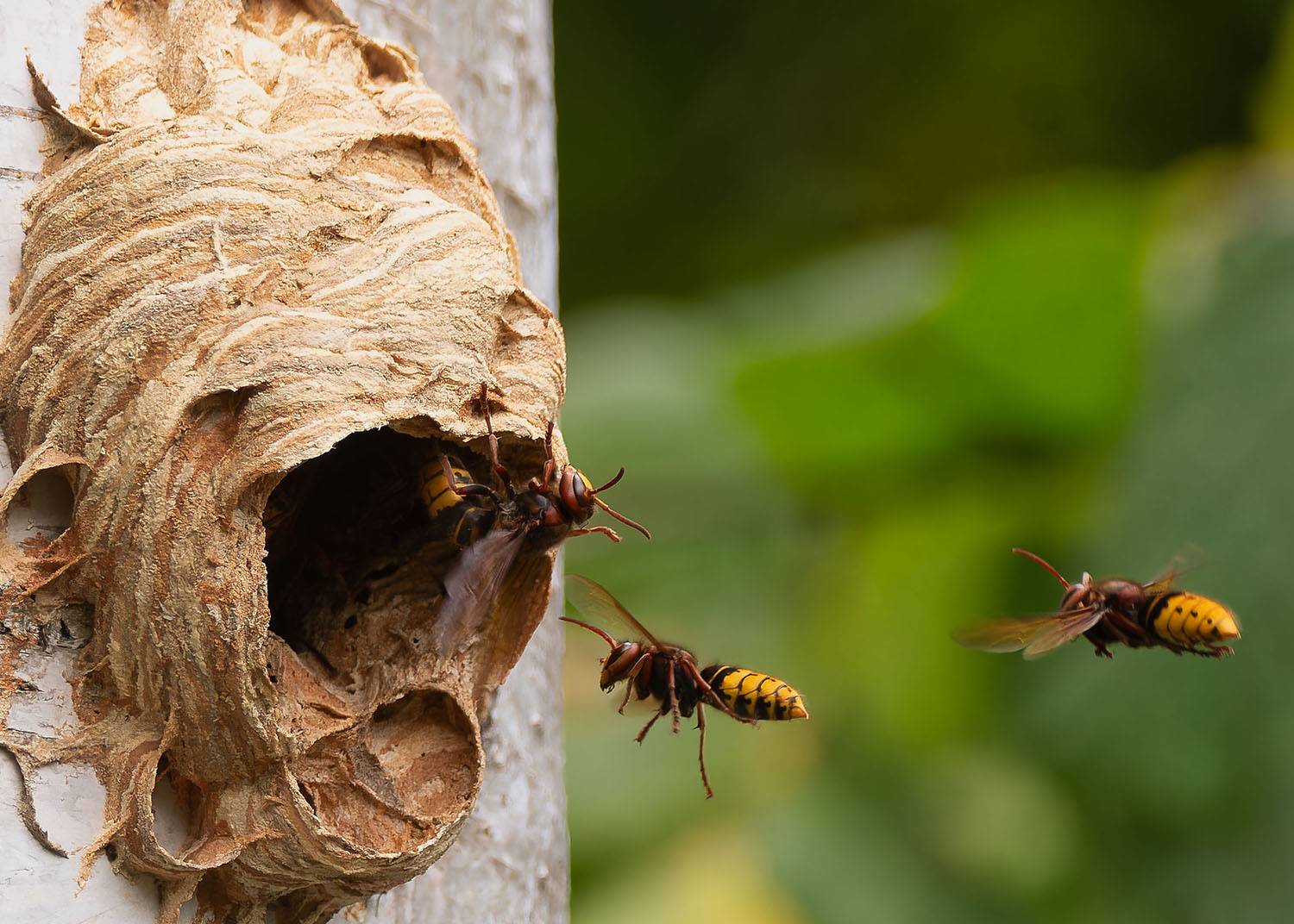 hornets