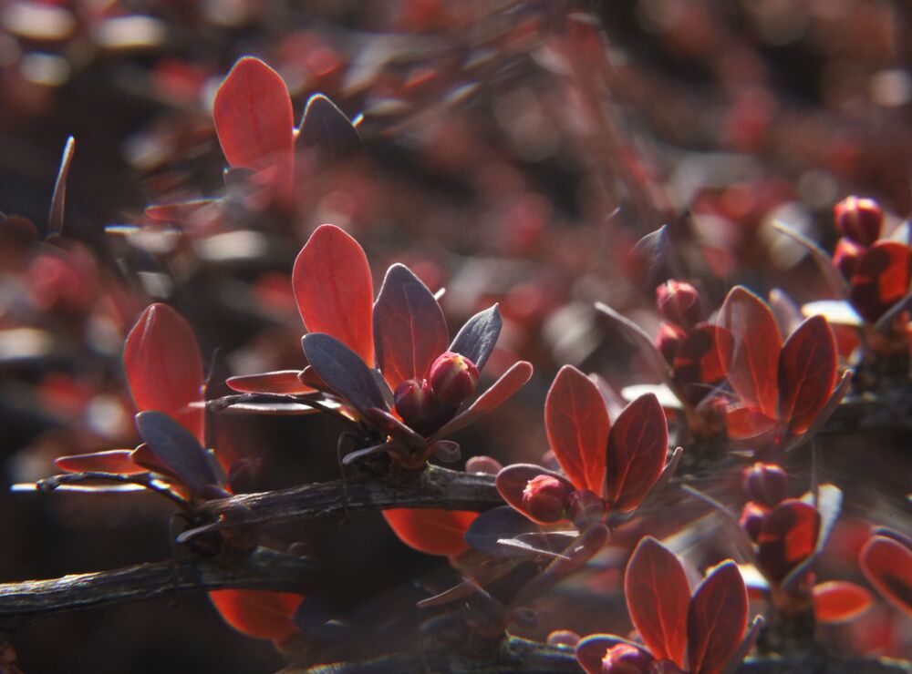 Barberry with One Ice Cube