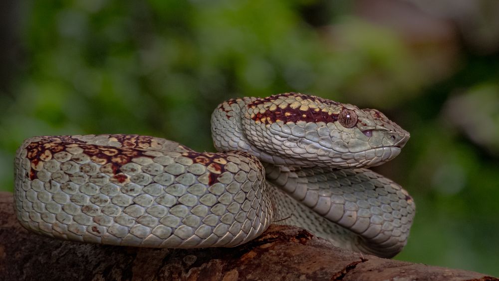 Camouflage, patience, and precision — the art of survival.