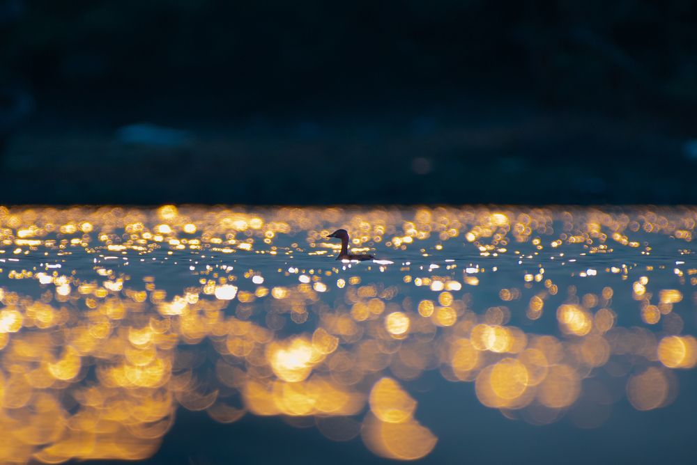Little grebe