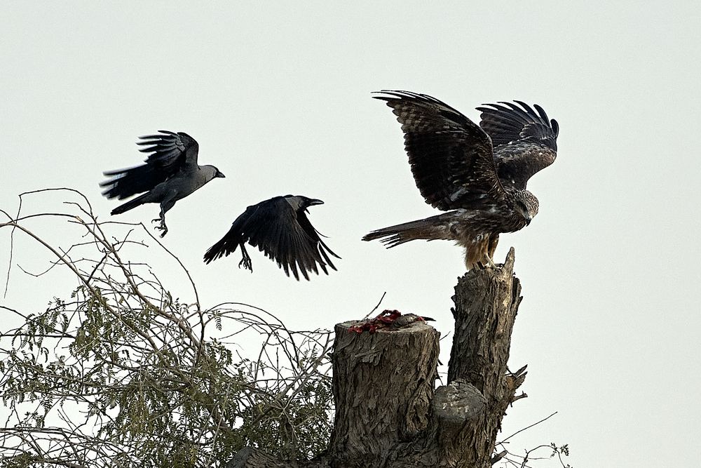 Фотография автора Harish Krishnan