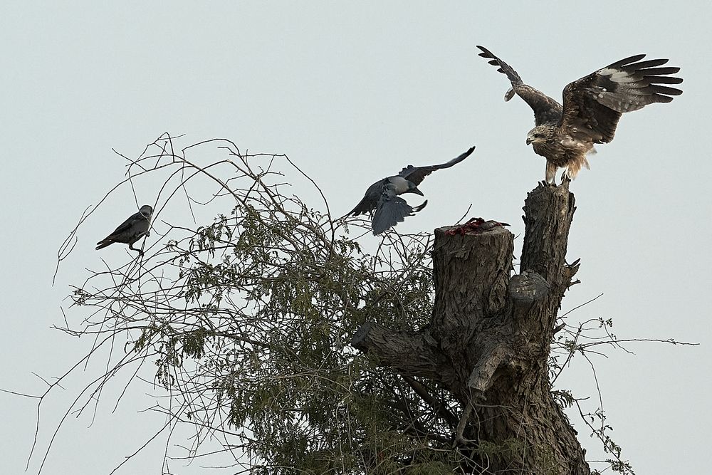 Фотография автора Harish Krishnan