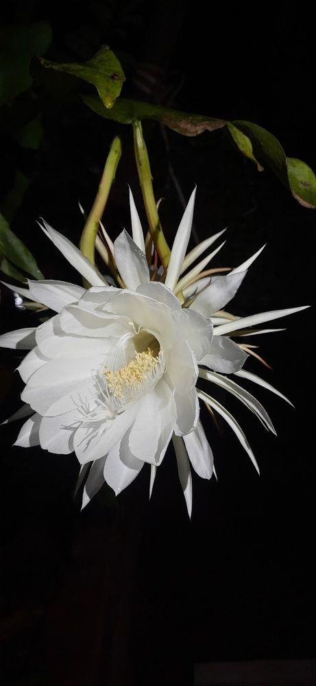 Photograph by Vaishnavi Bhivsane