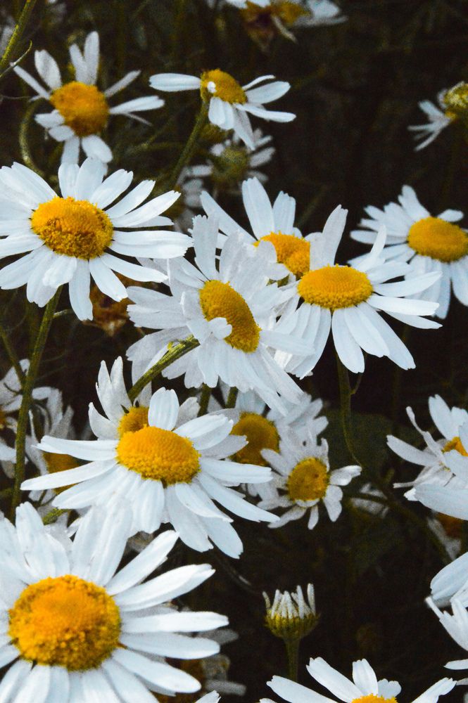 Photograph by Алёна Митькина