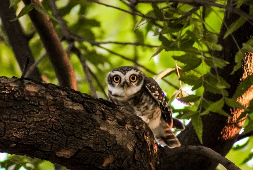 Photograph by Kishan Upadhyay