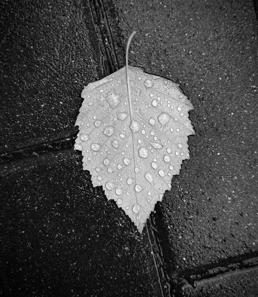 Photograph by Oxana Petlina