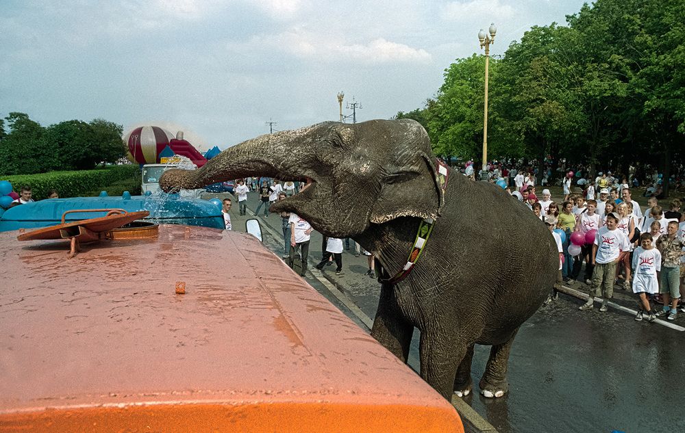 Слон на водопое