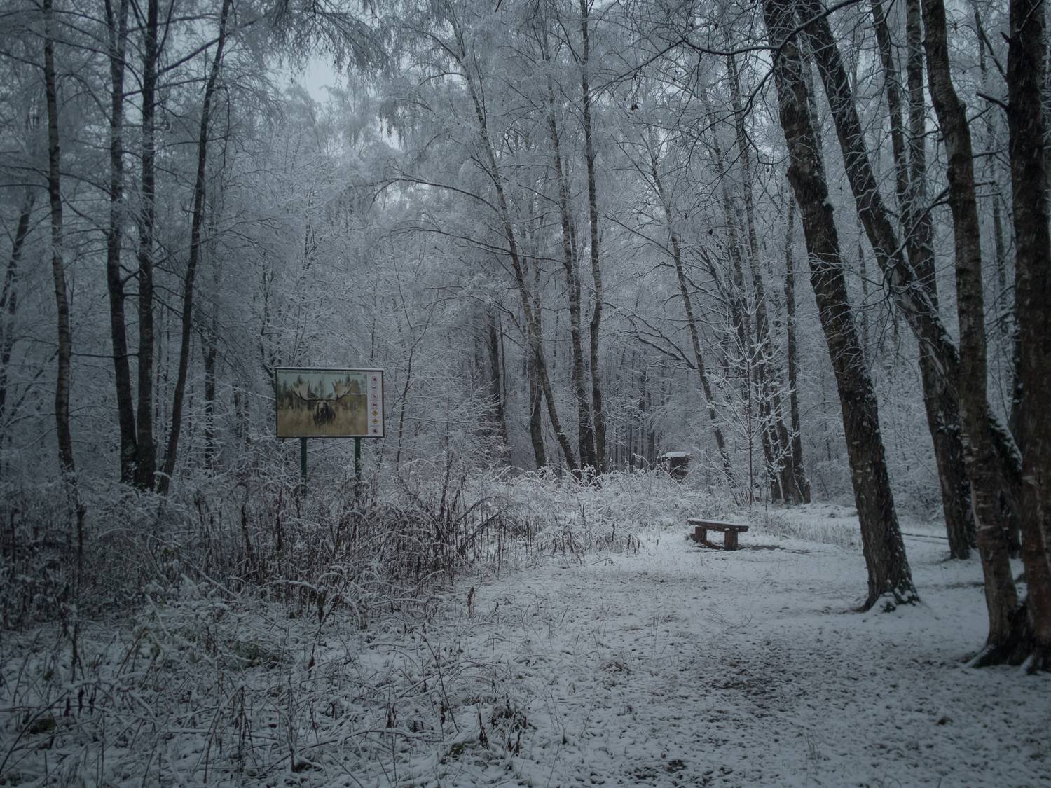 Photo #12907398