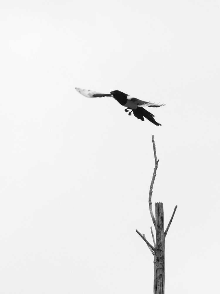 Photograph by Федюков Алексей