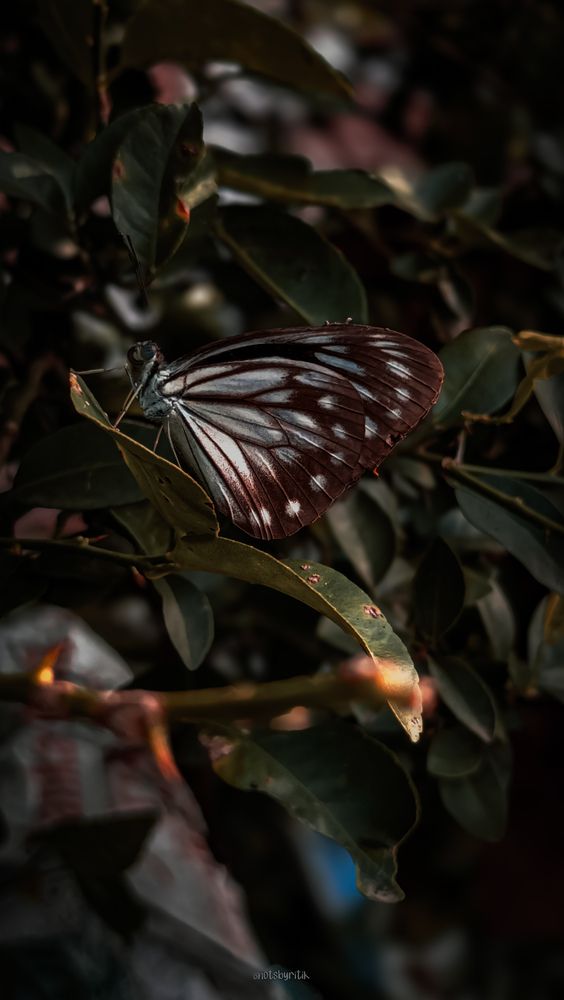 Photo #12907572