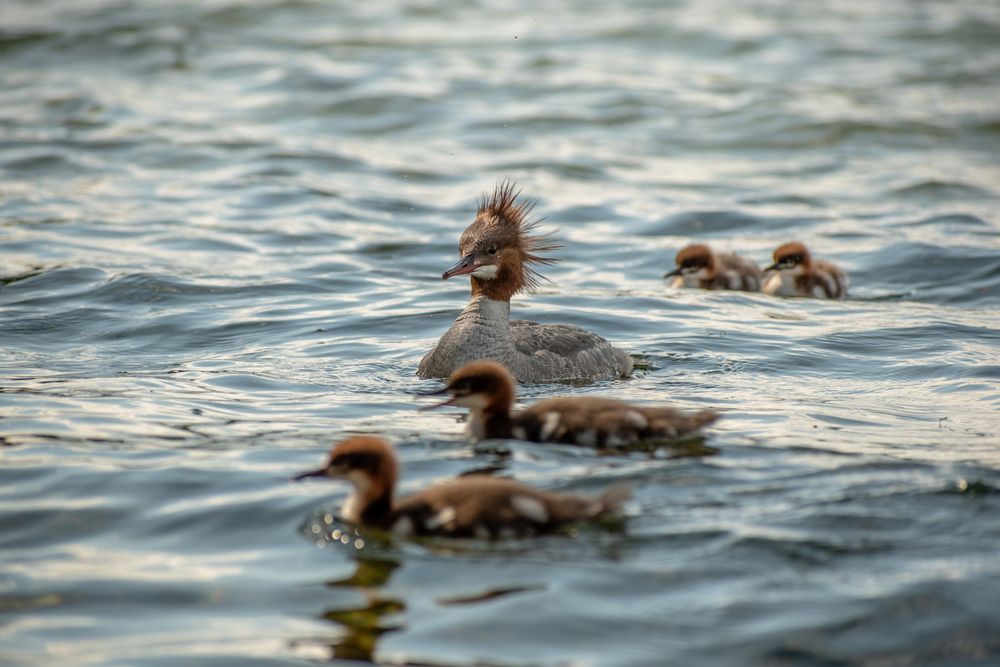 самка большого крохаля с детёнышами