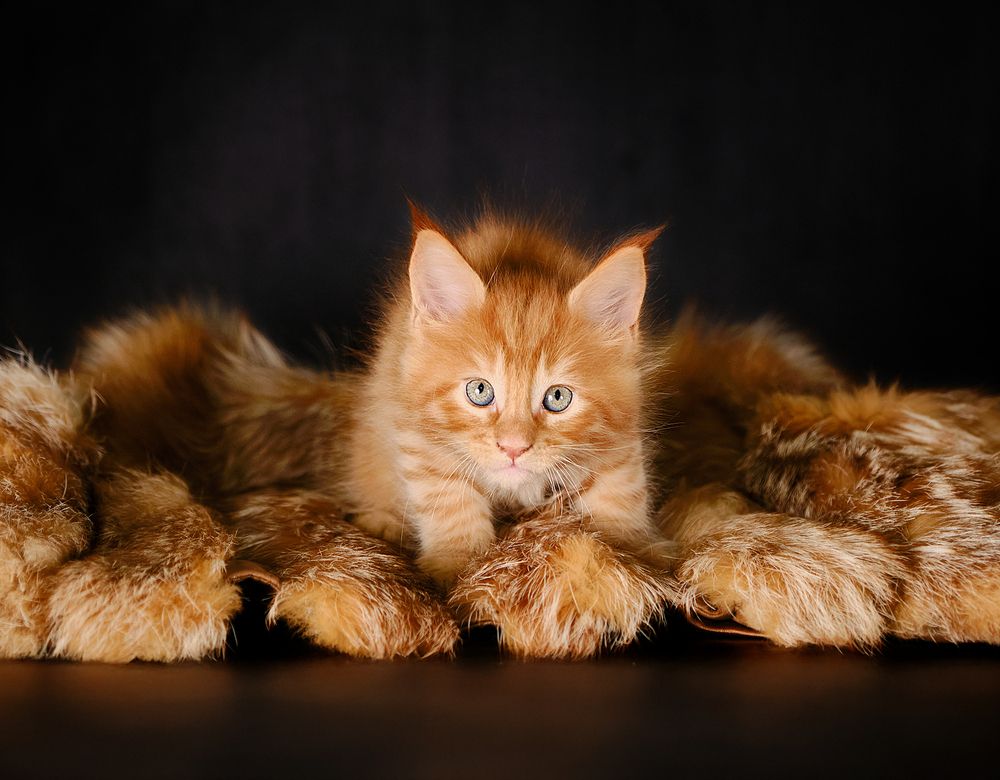 Photograph by Валерия Дурнева