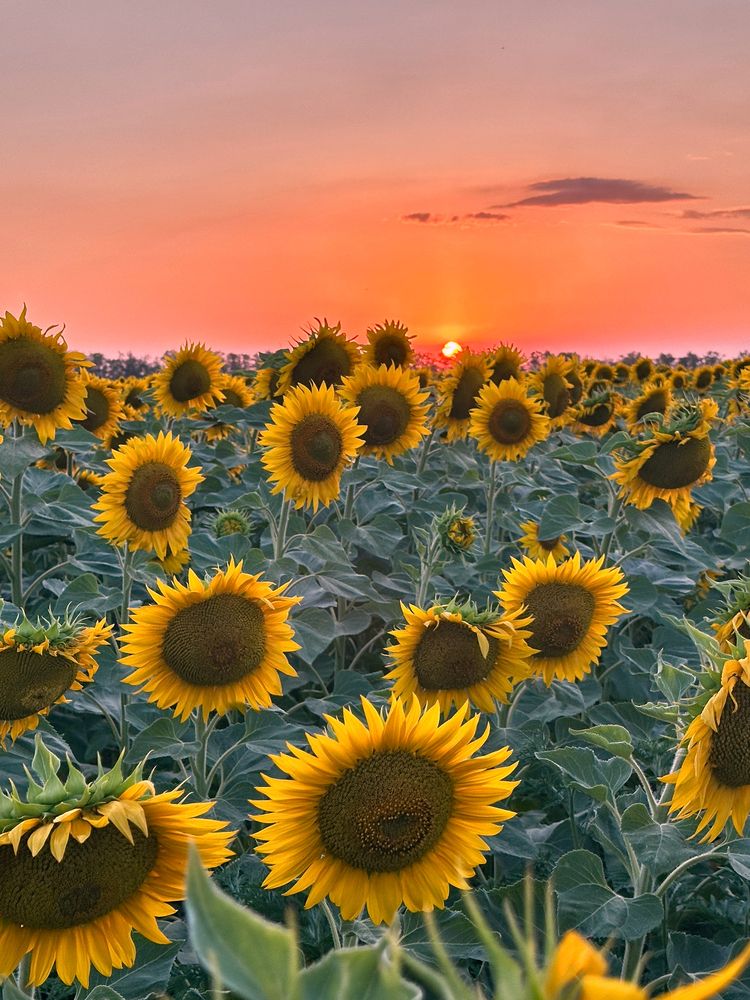 Photograph by Алексей Поляков