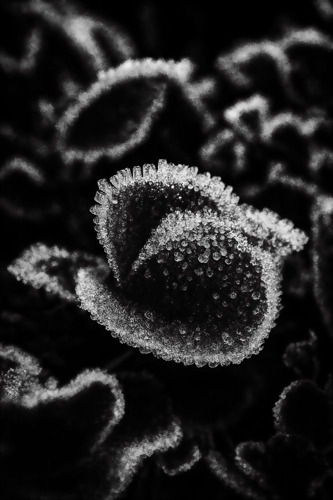 Photograph by Elena Bitar