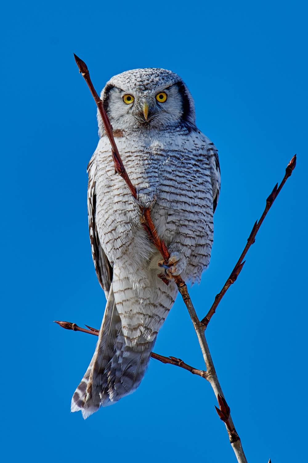 Ястребовая сова