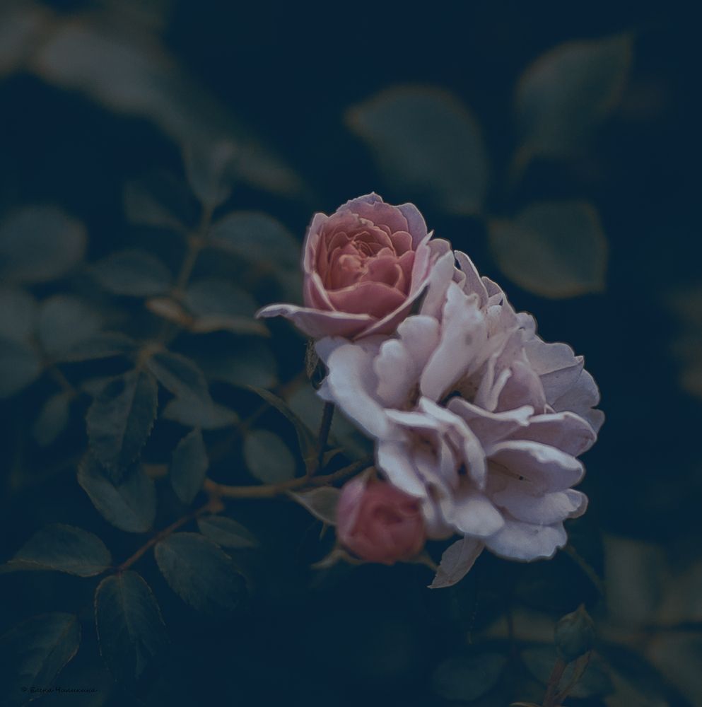 Photograph by Elena Chilikina