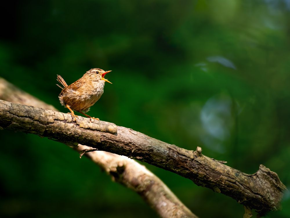 Photograph by Madhurya Mozumder