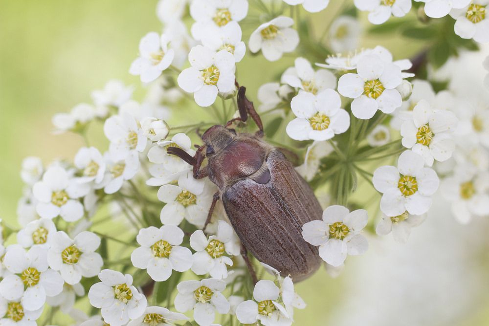 Photograph by Аlessandro