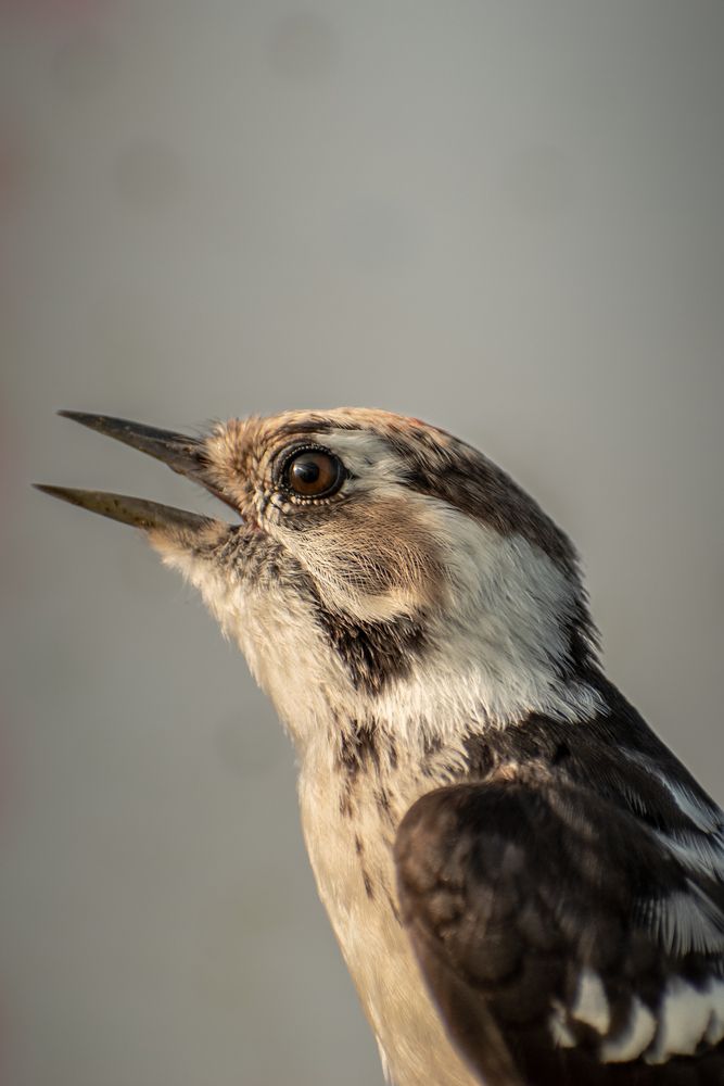 птенец пёстрого дятла
