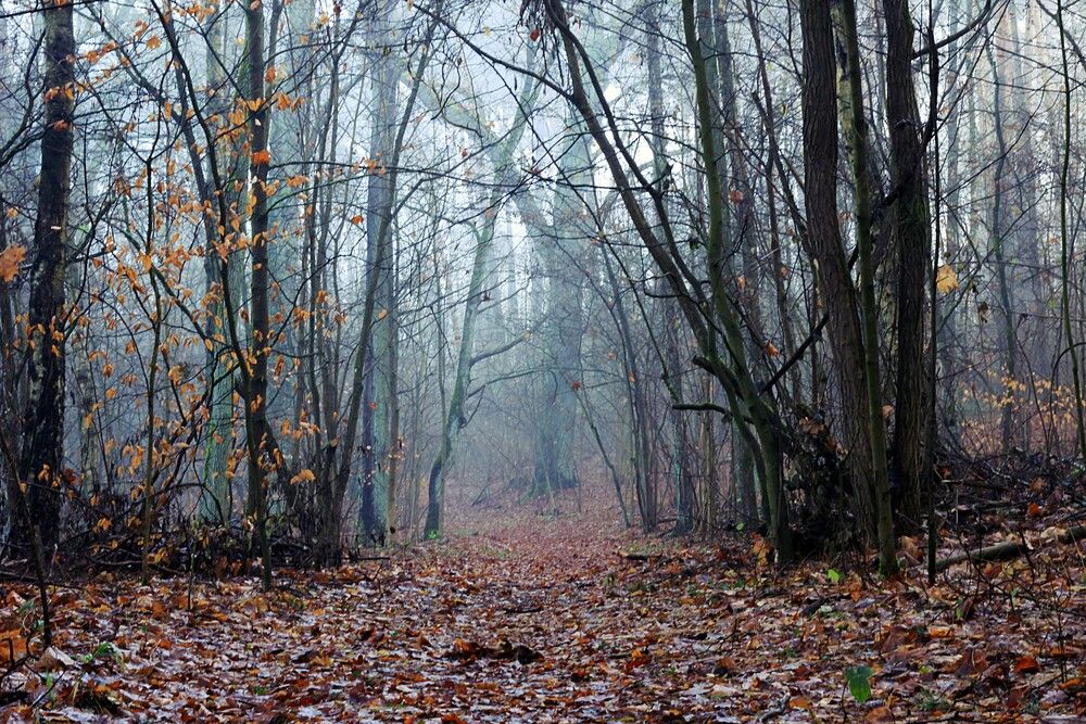 “Whispers of the Silent Path”