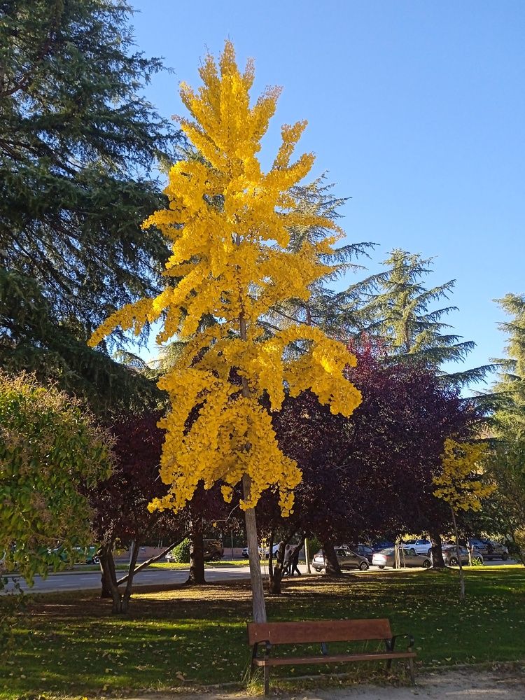 Árbol de otoño