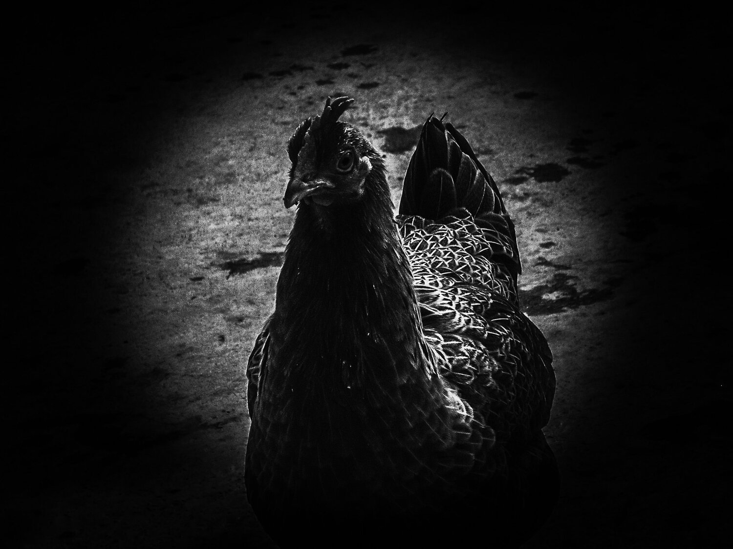 Under the Silent Gaze