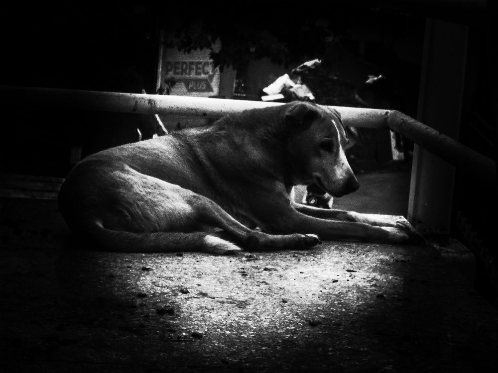 A Pause in the Noise