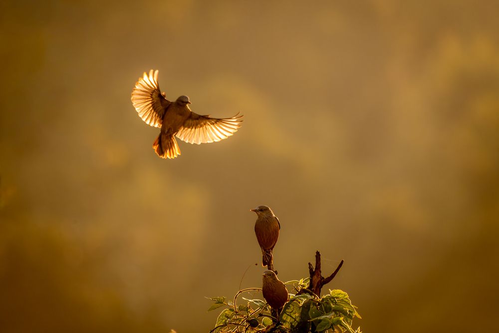 Photograph by Abhishek Pradhan