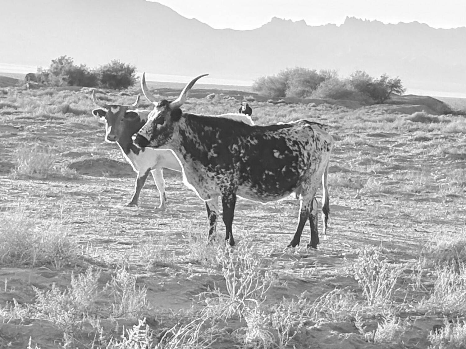 Photo #12913440