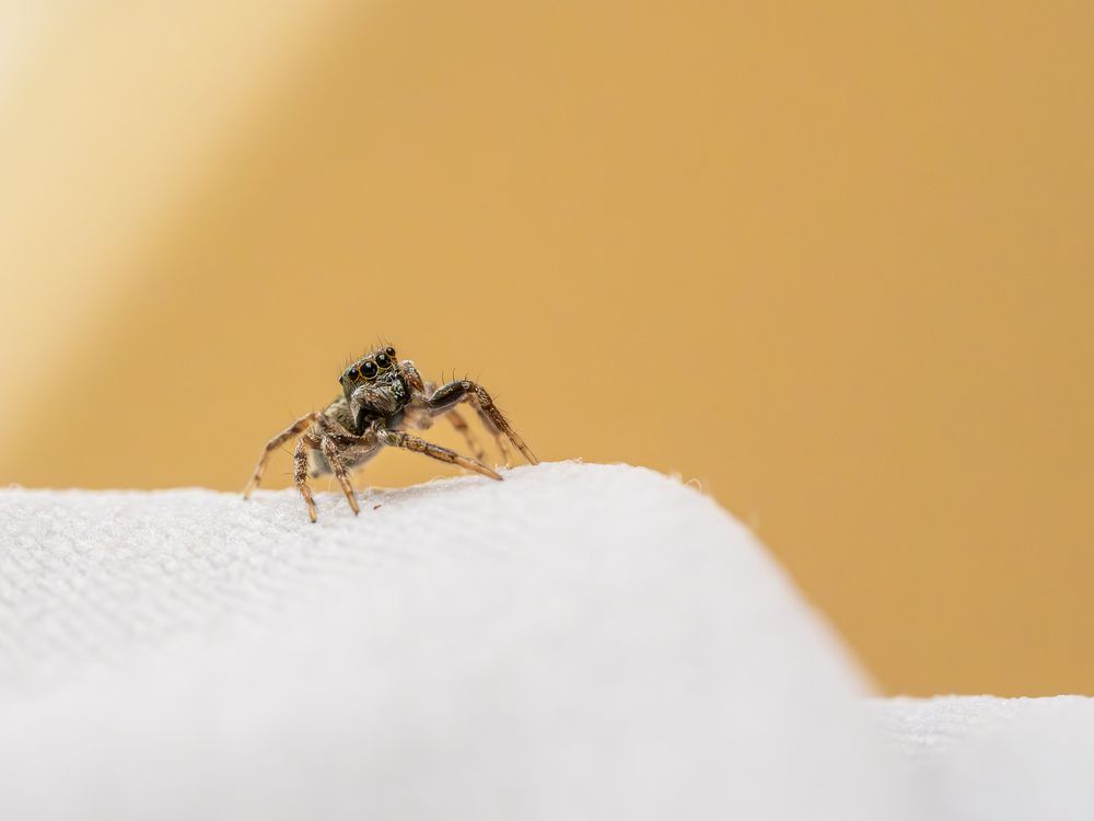 Curious Jumping Spider