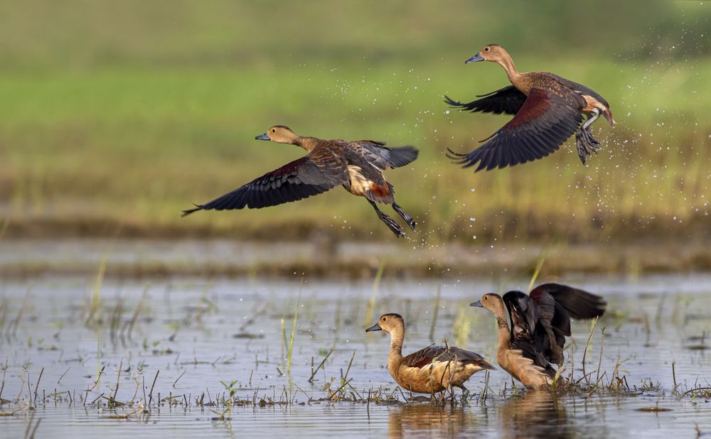 Photograph by RUPAM DAS
