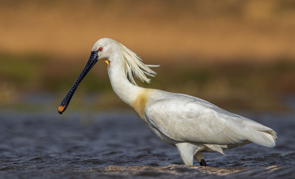 Photograph by Sandor Bella