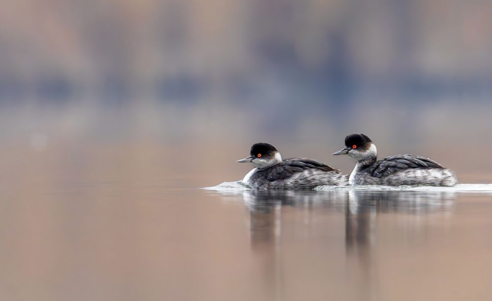 Photograph by Sandor Bella