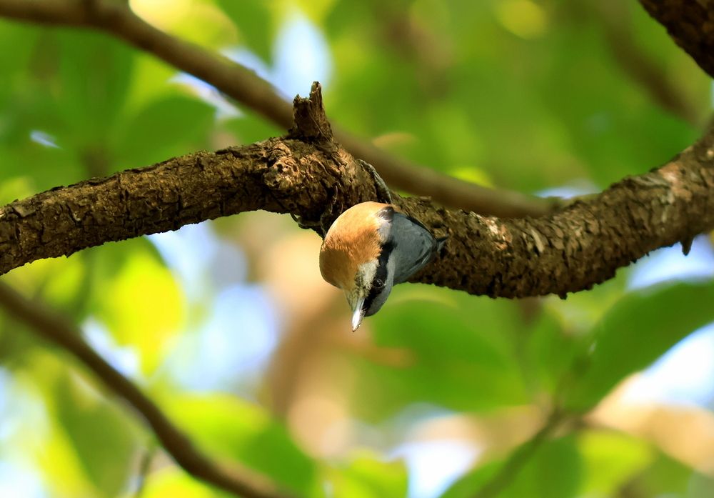 Photograph by Partha Poddar