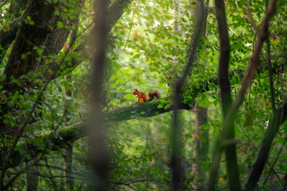In the Enchanted Forest