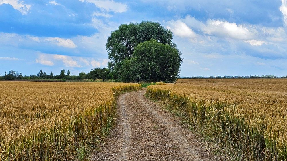 Дорога