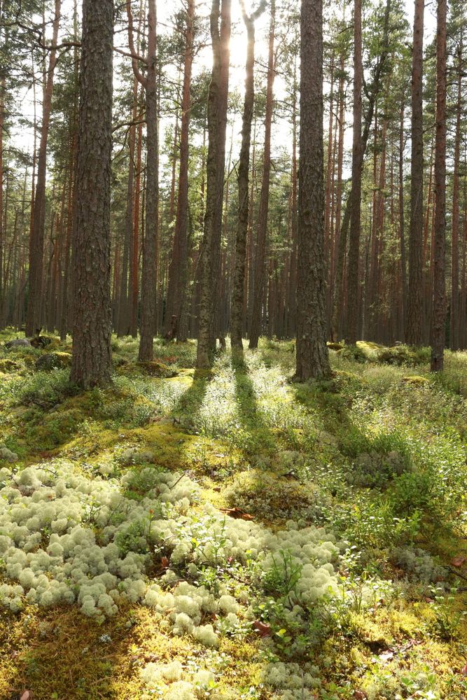 Photograph by Максим Егоров