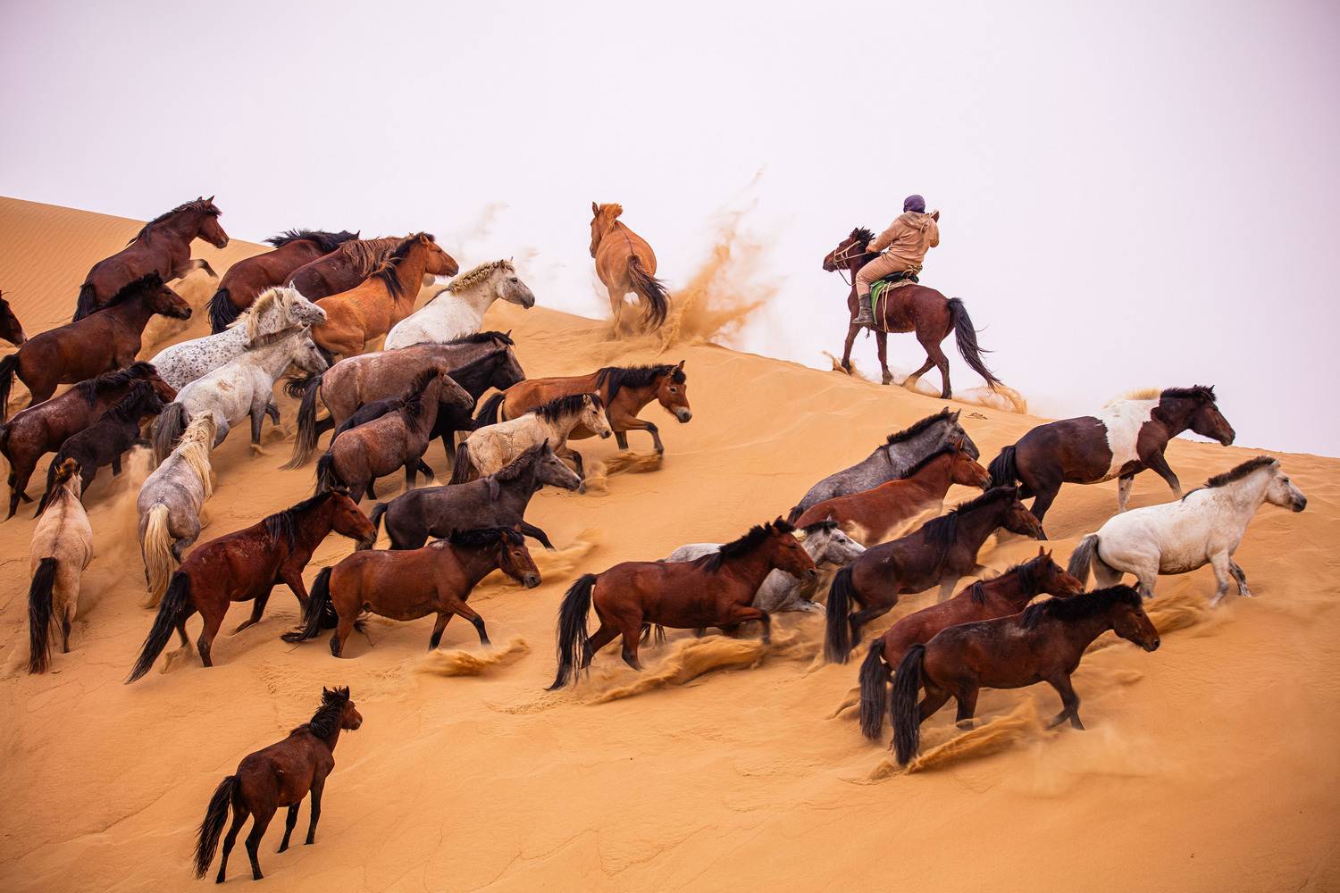 Rhythm of the Gallop