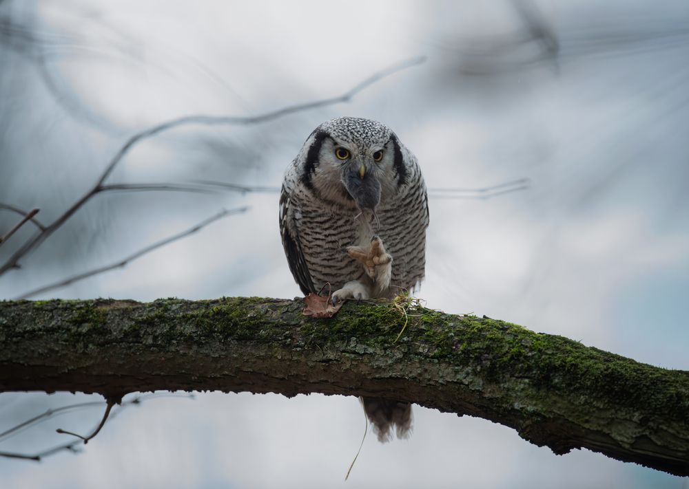 Охота выдалась удачной // The hunt turned out to be successful