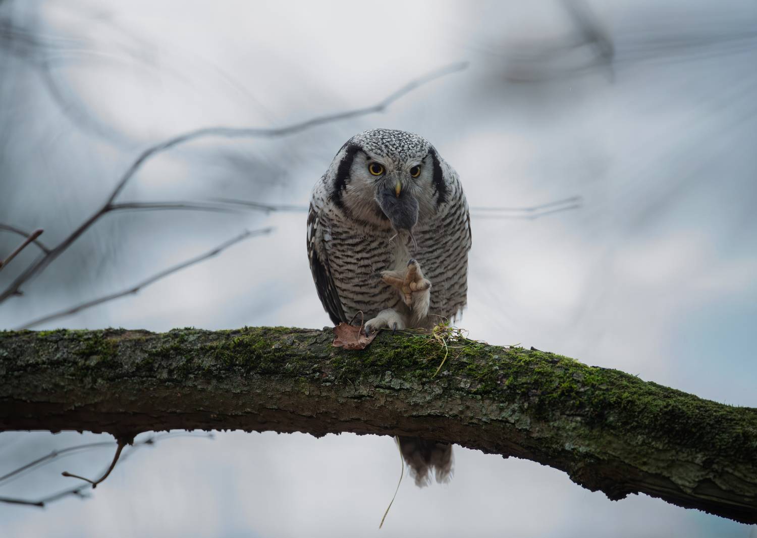 Охота выдалась удачной // The hunt turned out to be successful Охота выдалась удачной // The hunt turned out to be successful