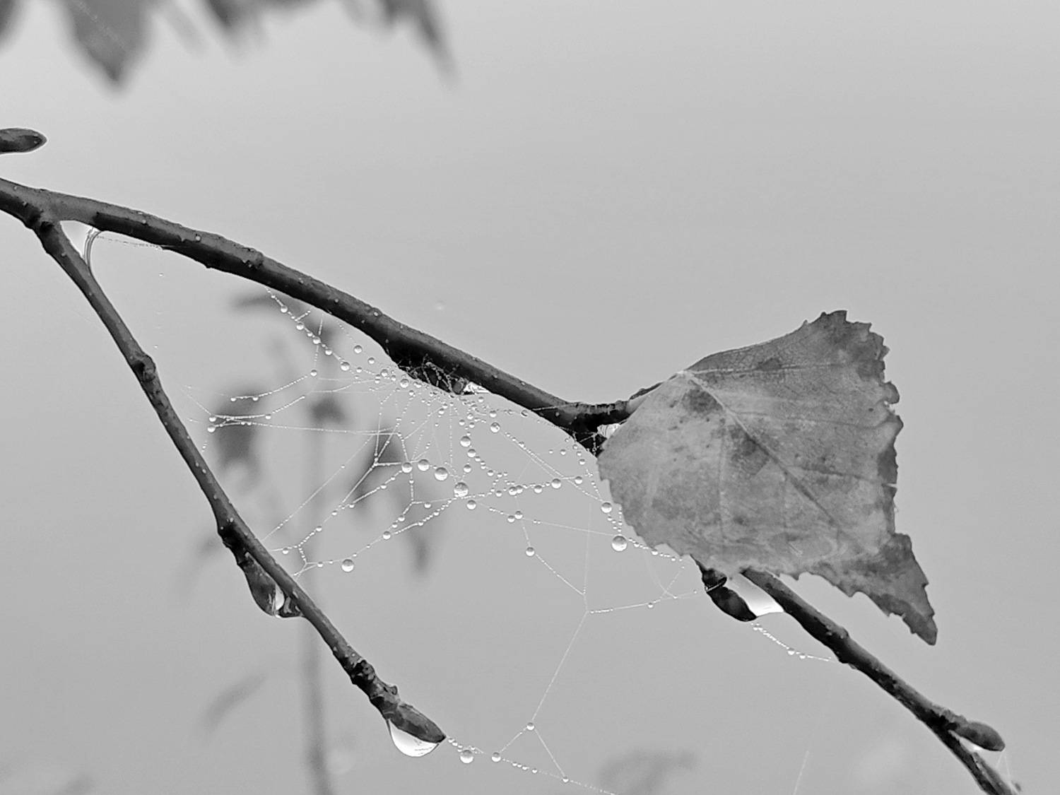 Photo #12915406